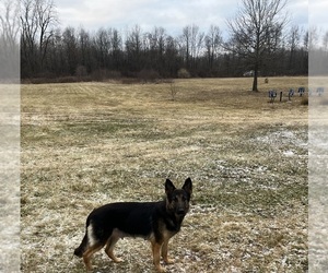 Mother of the German Shepherd Dog puppies born on 12/22/2025
