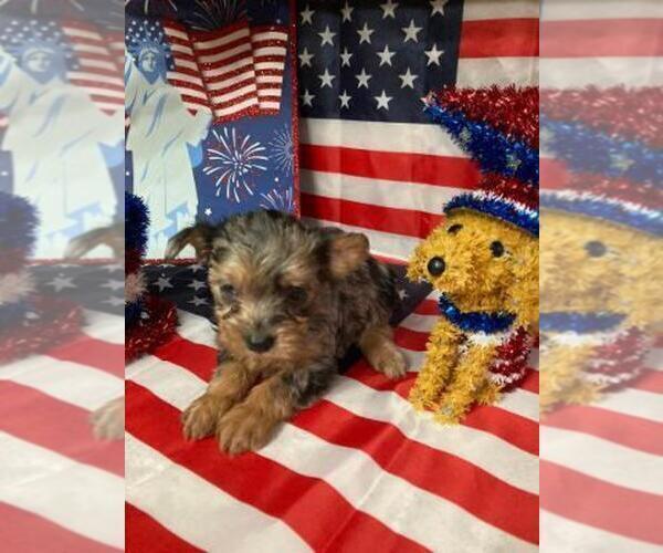 Medium Photo #7 Yorkshire Terrier Puppy For Sale in GREENWOOD, IN, USA