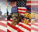 Small Photo #7 Yorkshire Terrier Puppy For Sale in GREENWOOD, IN, USA