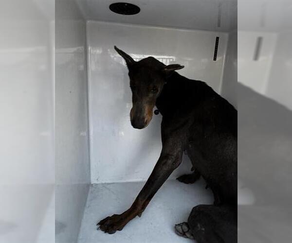 Medium Photo #1 Doberman Pinscher Puppy For Sale in Houston, TX, USA