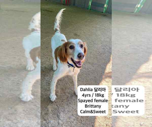 Medium Photo #2 Brittany Puppy For Sale in Agoura Hills, CA, USA