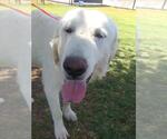 Small #5 Great Pyrenees