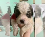 Small Photo #3 Saint Bernard Puppy For Sale in DURANGO, IA, USA