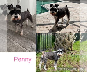 Mutt Dogs for adoption in Valrico, FL, USA