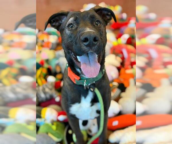 Medium Photo #1 Mutt Puppy For Sale in Sacramento, CA, USA