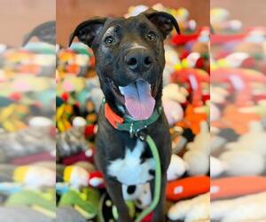 Mutt Dogs for adoption in Sacramento, CA, USA