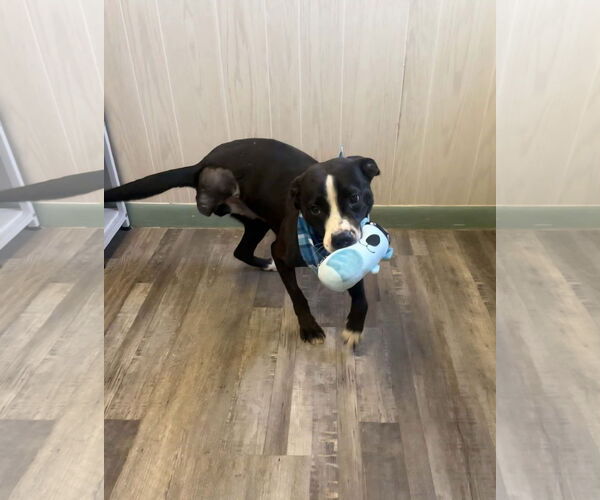 Medium Photo #2 Mutt Puppy For Sale in Oakhurst, NJ, USA