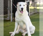 Small Photo #2 Great Pyrenees Puppy For Sale in Camarillo, CA, USA