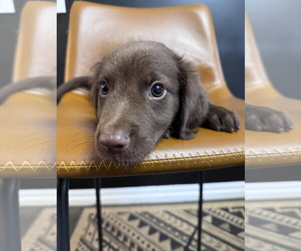 Medium Photo #2 Retriever -Unknown Mix Puppy For Sale in Greenville, SC, USA