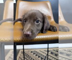 Small #1 Retriever  Mix