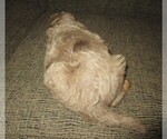 Small Photo #3 Aussie-Poo Puppy For Sale in LINCOLN, AL, USA