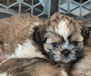 Shih Tzu Puppy for sale in BOKOSHE, OK, USA