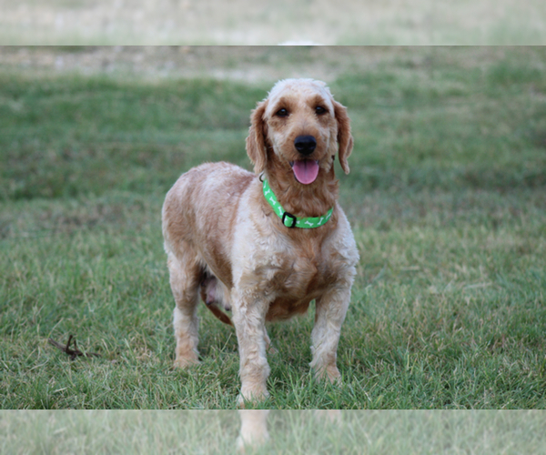 Medium Photo #1 Goldendoodle (Miniature) Puppy For Sale in ITASCA, TX, USA