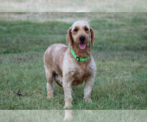 Mother of the Goldendoodle (Miniature) puppies born on 07/20/2025