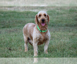 Small Photo #1 Goldendoodle (Miniature) Puppy For Sale in ITASCA, TX, USA