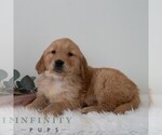 Small #3 Golden Retriever