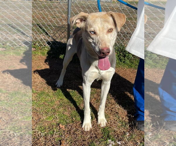 Medium Photo #1 Mutt Puppy For Sale in Shelburne, VT, USA