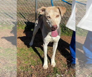 Mutt Dogs for adoption in Shelburne, VT, USA