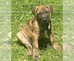 Image preview for Ad Listing. Nickname: Diesel