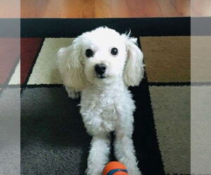 Poodle (Toy) Dogs for adoption in Pacolet, SC, USA