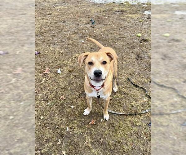 Medium Photo #1 Labrador Retriever-Unknown Mix Puppy For Sale in Dedham, MA, USA