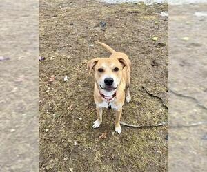 Labrador Retriever-Unknown Mix Dogs for adoption in Dedham, MA, USA