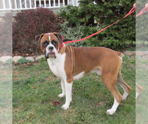 Father of the Boxer puppies born on 06/22/2025