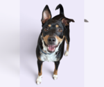 Small Miniature Pinscher Mix
