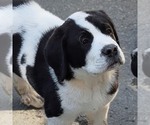 Small #6 Cane Corso-Saint Bernard Mix