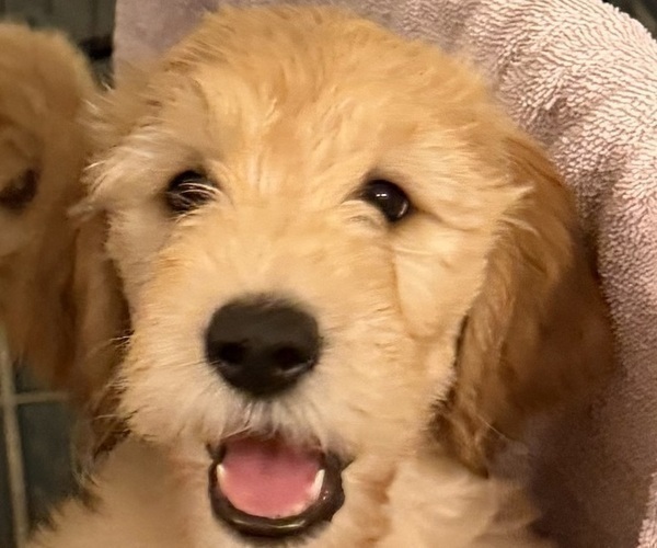 Medium Photo #2 Goldendoodle Puppy For Sale in LAKE MARY, FL, USA