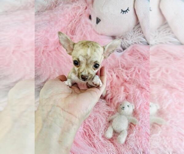 Medium Photo #2 Chihuahua Puppy For Sale in NAPLES, FL, USA