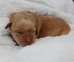 Small #2 Labrador Retriever