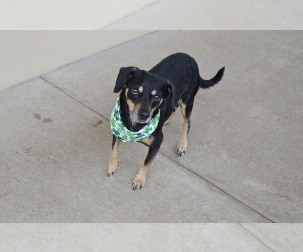 Medium Photo #3 Dachshund-Unknown Mix Puppy For Sale in McKinney, TX, USA