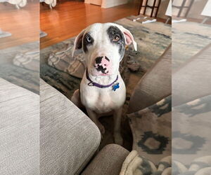 Catahoula Leopard Dog-Great Dane Mix Dogs for adoption in Minneapolis, MN, USA