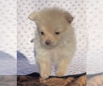 Puppy Girl 2 Pomeranian