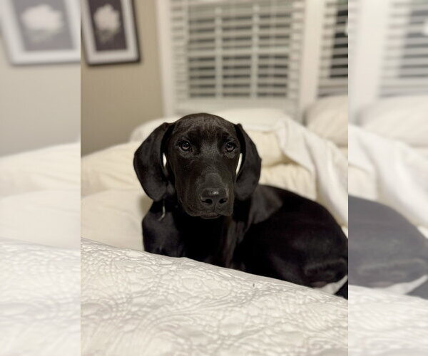 Medium Photo #36 Labrador Retriever-Unknown Mix Puppy For Sale in Brewster, NY, USA