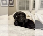 Small #35 Labrador Retriever Mix