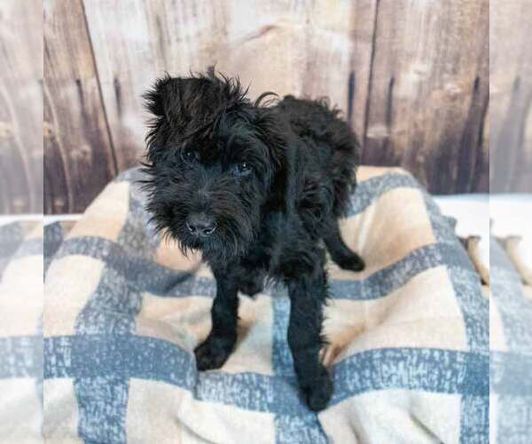 Medium Photo #2 Mutt Puppy For Sale in Kennesaw, GA, USA