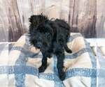 Small #1 Mutt
