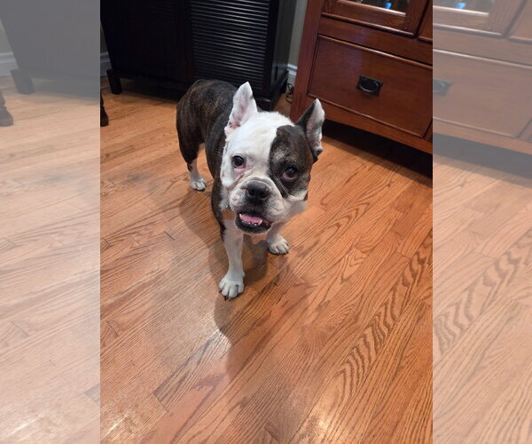 Medium Photo #2 French Bulldog Puppy For Sale in Menifee, CA, USA