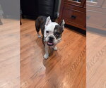 Small #1 French Bulldog
