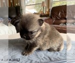 Small Photo #3 Pomeranian Puppy For Sale in SHAWANO, WI, USA