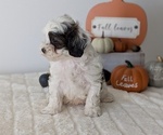 Small #13 ShihPoo