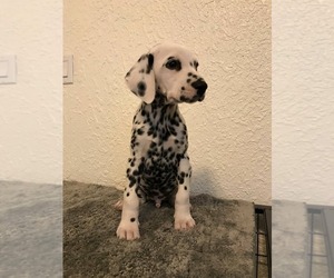 Dalmatian Puppy for sale in SAN YSIDRO, CA, USA