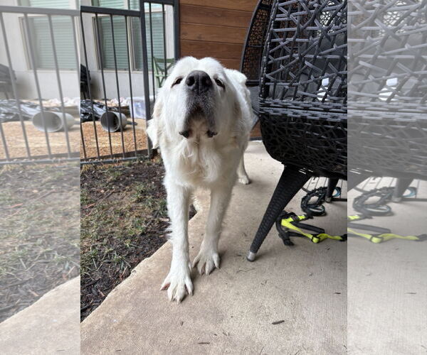Medium Photo #3 Great Pyrenees Puppy For Sale in Bend, OR, USA