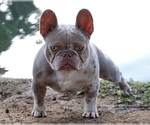 Small Photo #1 French Bulldog Puppy For Sale in CHARLOTTE, NC, USA