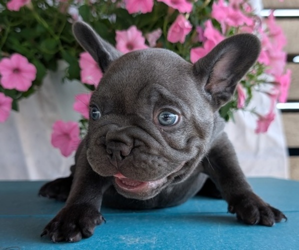 Medium Photo #5 French Bulldog Puppy For Sale in GOSHEN, IN, USA