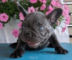 Small #4 French Bulldog
