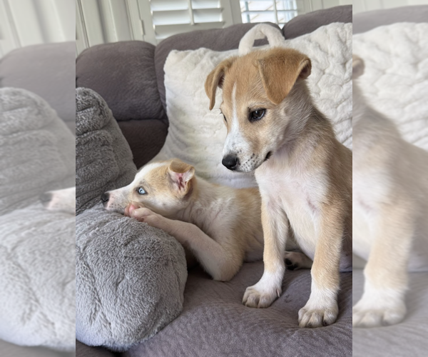 Medium Photo #3 Australian Shepherd-Unknown Mix Puppy For Sale in Brooklyn, NY, USA