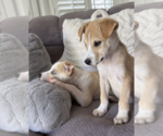 Small #2 Australian Shepherd Mix